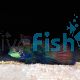 Mandarin Fish - Medium 