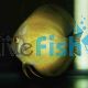 Marlboro Yellow Discus 5cm