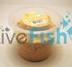 Mealworms 100g Tenebrio Molitor