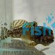 Darwin Jawfish