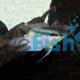 Festivum Cichlid