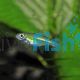 Green Neon Rasbora