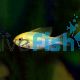 Ramirezi Gold Head Electric Blue