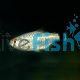 Giant Red Eye Tetra