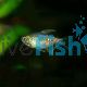 Diamond Tetra 