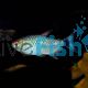 Red Eye Tetra - Lampeye