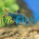 Moss Green Tiger Barb