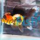 Oranda Multi-Colour