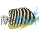 Multi Barred Angelfish