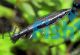 Rocket Tail Pencilfish 3cm