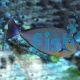 Tang Vlamings Unicorn Fish