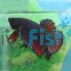 Nemo Koi Shortfin Plakat - Pair