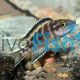 Neolamprologus Buescheri