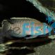 Neolamprologus Brevis Sun Spot