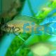 Princess Cichlid Greenface - Fulwe Rocks 7