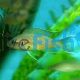 Princess Cichlid