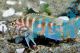 Neolamprologus Cylindricus 2cm