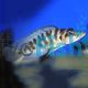 Altolamprologus Fasciatus 5cm