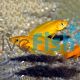 Orange Lemon Cichlid