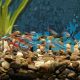 Neon Tetra