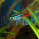 Neon Tetra