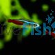 Neon Tetra
