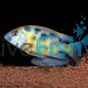 Nimbochromis venustus