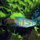Paradise Fish - Macropodus opercularis
