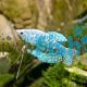 Opaline Gourami