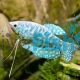 Opaline Gourami 