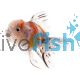Calico Oranda