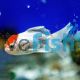 Oranda Red Cap