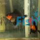 Oranda Red & Black Goldfish - Carassius auratus