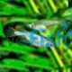 Neon Blue Rice Fish
