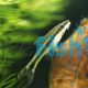 Otocinclus Catfish 3.5cm