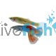 Pair Endler-El Silverado Guppy