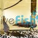 Pair Betta Compuncta Orini 5cm