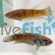 Pair Betta Gumak 