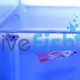 Pair Red Lace Guppy