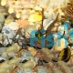 Black Kuhli Loach 7cm