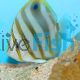 Butterflyfish Ocellate