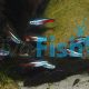 10x Neon Tetra 2cm