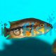 Cichlasoma Dovii Wold Cichlid