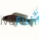 Peacock Cichlid Gallireya Reef