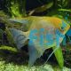 Pearscale Angelfish