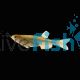 Pearl Danio 