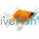 Pearl Scale Goldfish