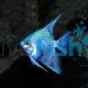Pearlscale Blue Angelfish