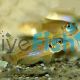 Lamprologus Ocellatus Gold 