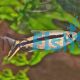 Penguin - Hockey Stick Tetra 